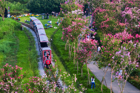 武汉赏花地标 紫薇都市田园
